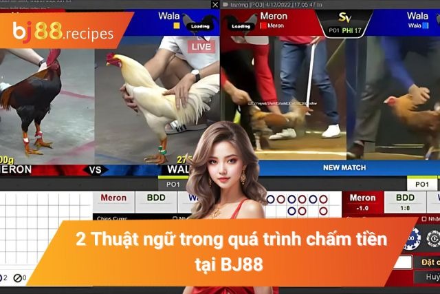 Khám Phá Các Thuật Ngữ Đá Gà Mà Tân Thủ Cần Phải Nắm Các thuật ngữ khi tham gia chấm tiền